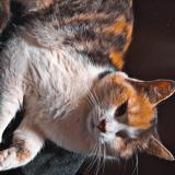 Picture of cat lost at Lomme