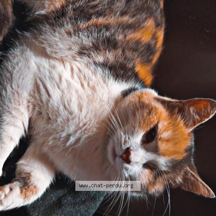 Photo 1/1 Fifille Chat lost in Lomme