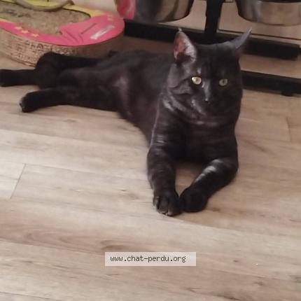 Photo 1/1 Tempête Chat lost in Gonesse