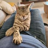 Picture of cat lost at La Queue En Brie