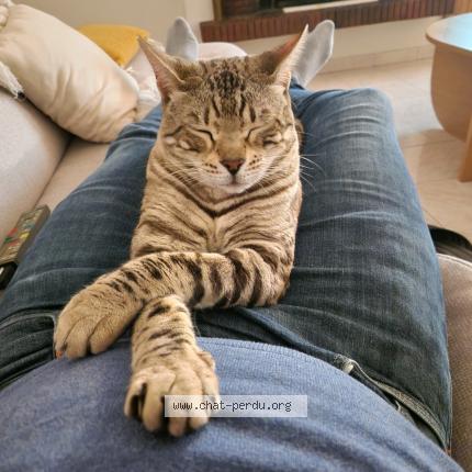 Photo 1/1 Rebel Chat lost in La queue en brie