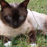 Picture of cat lost at Sete