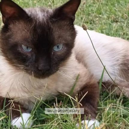 Photo 1/1 Kindy Chat lost in Sete