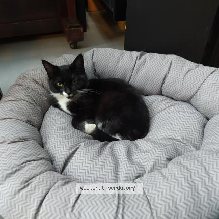 Foto 1/1 Kat teruggevonden Vermist in Liege