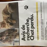 Picture of cat lost at Bordeaux