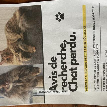 Photo 1/1 Pamela Chat lost in Bordeaux
