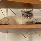 Picture of cat lost at La Destrousse