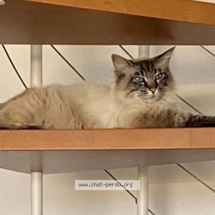 Photo 1/1 Romie Chat lost in La destrousse