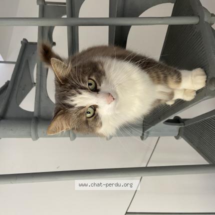 Photo 1/1 Lucky Chat lost in Vacon