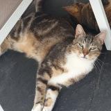 Picture of cat lost at Penin