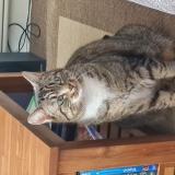 Picture of cat lost at Illifaut