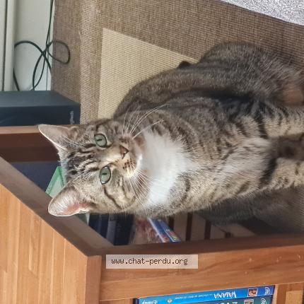 Photo 1/1 Calion Chat lost in Illifaut