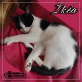 Picture of cat lost at Breal Sous Vitre