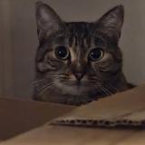 Picture of cat lost at Talence