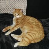 Picture of cat lost at Saint Chinian Babeau Bouldoux