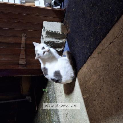 Photo 1/1 Found cat Found in Montpon