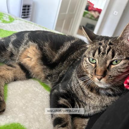 Foto einer verlorenen Katze in Chene Bougeries