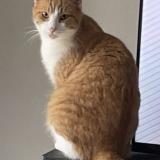 Picture of cat lost at Rivieres