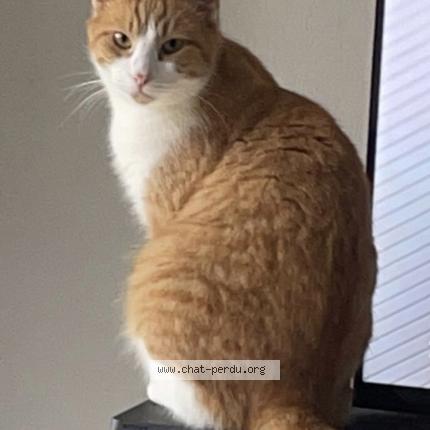 Photo 1/1 Spyke Chat lost in Rivieres