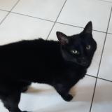 Picture of cat lost at Fougeres