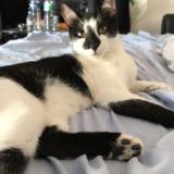 Picture of cat lost at Antibes