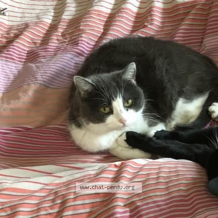 Photo 1/1 Moute Chat lost in Sainghin en weppes