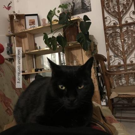 Photo 1/1 Crapule Chat lost in Le cres