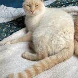 Picture of cat lost at Chateauneuf Sur Loire