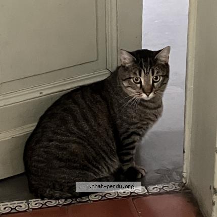 Foto van vermiste kat in Bruxelles