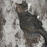 Picture of cat found at Vouneuil Sur Vienne