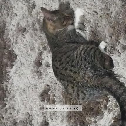 Photo 1/1 Found cat Found in Vouneuil sur vienne