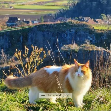 Foto einer verlorenen Katze in Frenieres Sur Bex