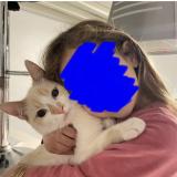 Picture of cat lost at Saint Maurice L Exil