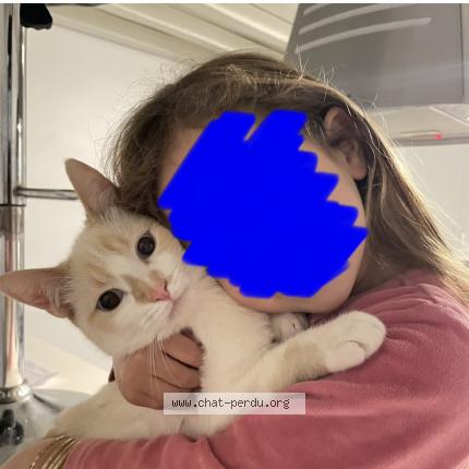 Photo 1/1 Chamalow Chat lost in Saint maurice l exil