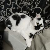 Picture of cat lost at Saint Jean De La Ruelle