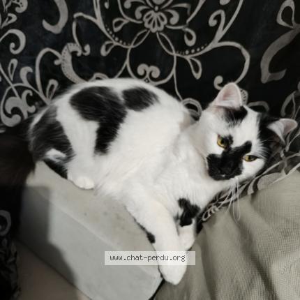 Photo 1/1 Uno Chat lost in Saint jean de la ruelle