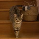 Picture of cat lost at Nantes