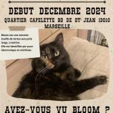 Picture of cat lost at Marseille