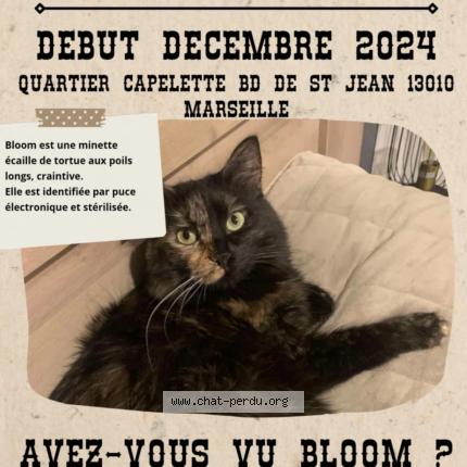 Photo 1/1 Bloom Chat lost in Marseille