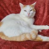 Picture of cat lost at Rabastens