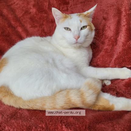 Photo 1/1 Mika Chat lost in Rabastens