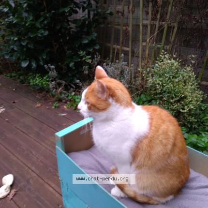 Photo 1/1 Found cat Found in Benesse maremne