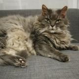 Picture of cat lost at Lannilis