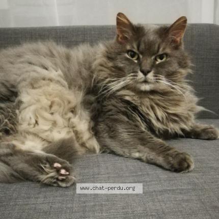 Photo 1/1 Frifri Chat lost in Lannilis