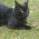 Picture of cat lost at Aix En Provence