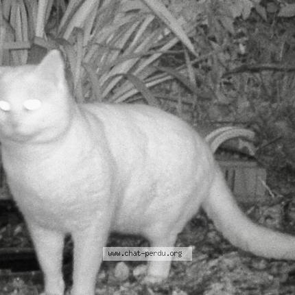 Photo 1/2 Found cat Found in Chauve