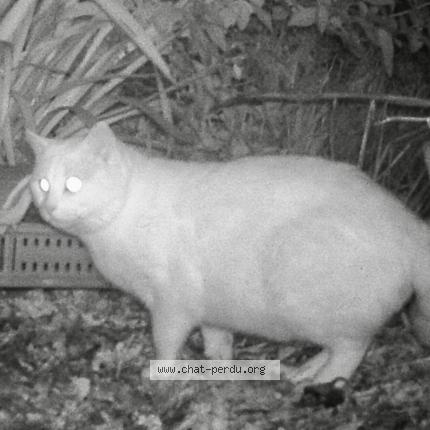 Photo 2/2 Found cat Found in Chauve