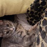 Picture of cat lost at Metz