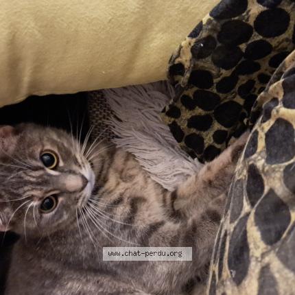 Photo 1/1 Yaya Chat lost in Metz