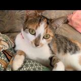 Picture of cat lost at Saint Gratien